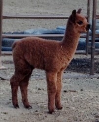 2013 Cria (Iron Steed) 