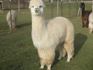 Alpaca For Sale - ArkAlpaca's Peruvian Uptown Girl at ArkAlpaca