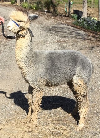 2016 Cria Sebastian x Denali