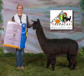 Alpaca For Sale - AJAR Balboa's Miss Carbonita at A.J.'s Alpaca Ranch