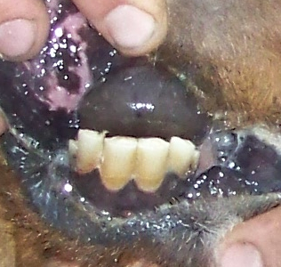 Teeth