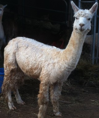 Alpaca For Sale - Luxor's Pascha of Frogs Creek at Frogs Creek Farm