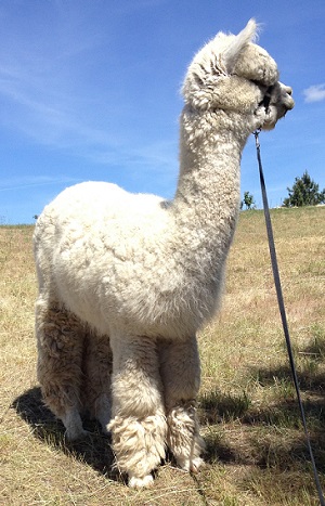 Alpaca For Sale - Diomedes' VANORA of Stirling Ridge at STIRLING RIDGE ALPACAS