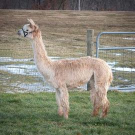 Alpaca For Sale - SHC U Rah Rah at A.J.'s Alpaca Ranch