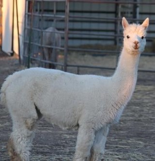 Alpaca For Sale - White Mountain Diana at Alpacas at Two Creek