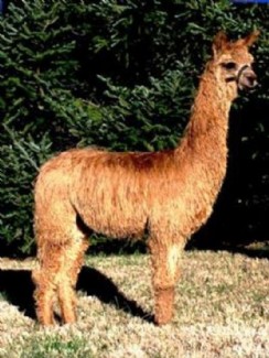 Alpaca For Sale - Jimbobway's WRSR Peruvian Cameo at Alpine Suri Alpacas