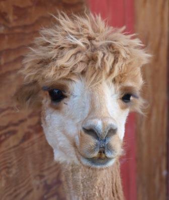 Alpaca For Sale - Molly Brown at Wyoming Dream Alpacas