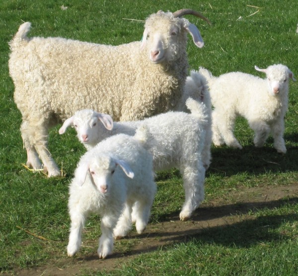 Goat For Sale - Angora Goats at Chulowat farms