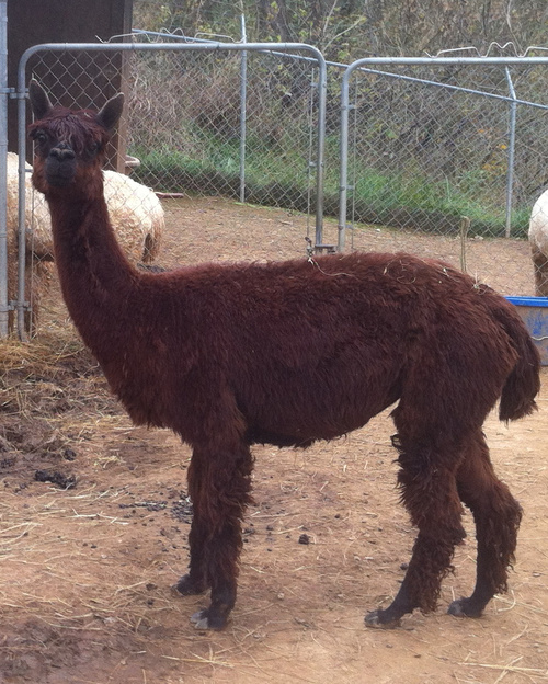 Alpaca For Sale - Annie Oakley of Frogs Creek at Frogs Creek Farm