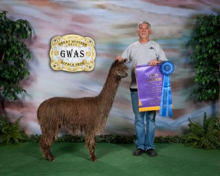 Alpaca For Sale - Pistol's Sarita at Wildlife Ranch Suri Alpacas