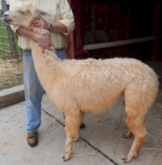 Alpaca For Sale - NTA Mattie Mae at Anderson's Alpacas of Virginia