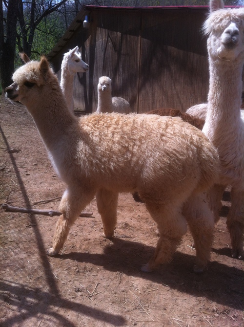 Alpaca For Sale - Patriot Day of Frogs Creek at Frogs Creek Farm