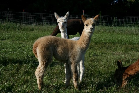 Alpaca For Sale - Gingersnap at Moonglow Farm Alpacas, LLC