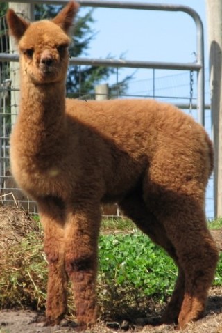 Evangelina as a Cria 