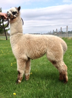 Alpaca For Sale - Heatherbrook's Mystique at Heatherbrook Farms