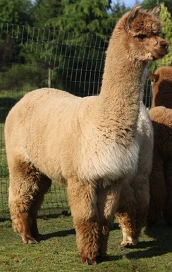 Alpaca For Sale - Columbia Mist Elberto's Quiana at Columbia Mist Alpacas