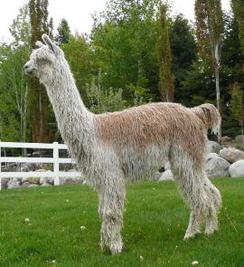 Alpaca For Sale - Maserati's Peruvian Henrietta at Alpine Suri Alpacas