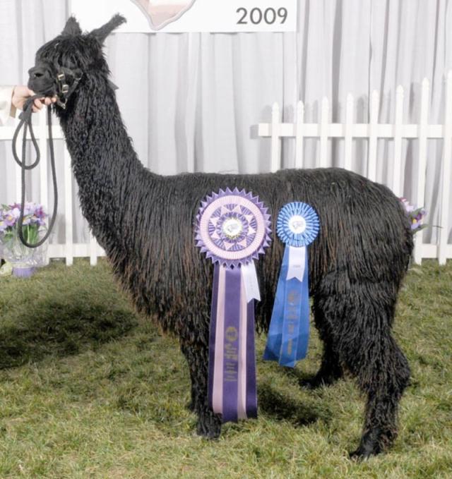 Alpaca For Sale - WMRA Macgyver's Peruvian Zulu at Frogs Creek Farm