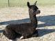 Indigo Blu Inkberry's '11 cria