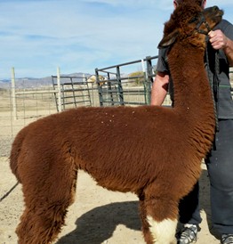 Alpaca For Sale - Moqo at 