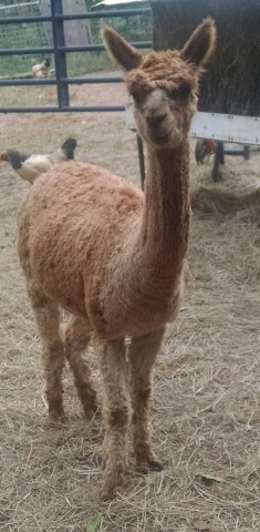 Alpaca For Sale - Mustang Sally at Rockin' Alpaca Suri Ranch