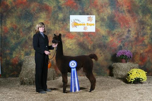 Alpaca For Sale - Heatherbrook's Mona Lisa at Heatherbrook Farms