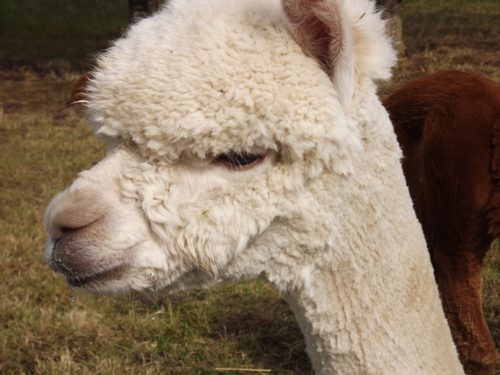 Alpaca For Sale - AQ's Cleo at Alpaco Farm 