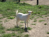 Goat For Sale - Tabithia at Good Time Ridge Farm, LLC