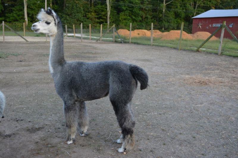 Alpaca For Sale - Dad's Bedazzle Mia at Meadows Edge Alpaca Ranch