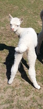 Cleo's 2013 cria Aphrodite