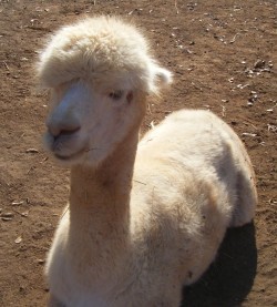 Alpaca For Sale - MFI Accoyo Peruvian Palomina at AlpacaBarns Classic Accoyos