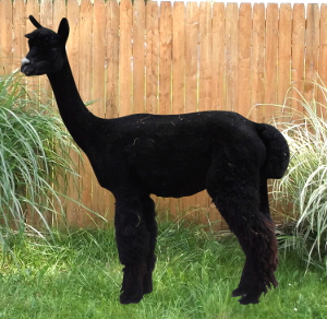 Alpaca For Sale - Sweet Creek's Royal Lucy at Color Your Herd Alpacas