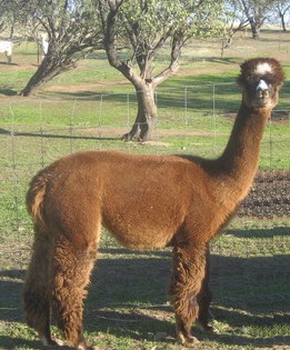 Alpaca For Sale - Barney's Babe of Peddler's Pack at Alpacas of Marin