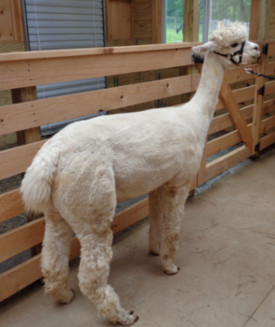 Alpaca For Sale - Nature's Reserve Blanche-Niege at Buck Brook Alpacas