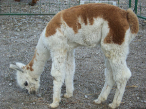 Holly's Appy cria- Abbey Rose!