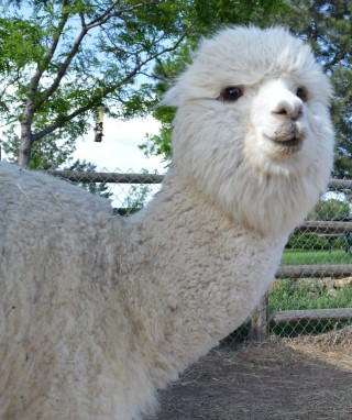 Alpaca For Sale - AGPACAS' Jazzy Jeff at Amazing Grace Alpacas