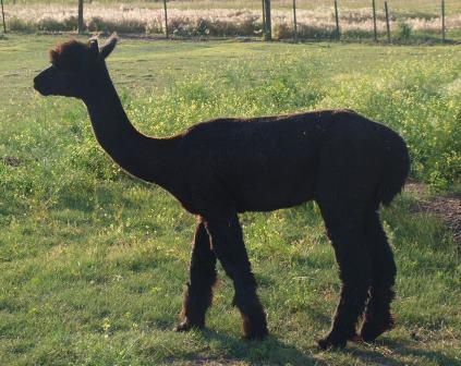 Alpaca For Sale - Arroyo Seco's Beau at Wyoming Dream Alpacas