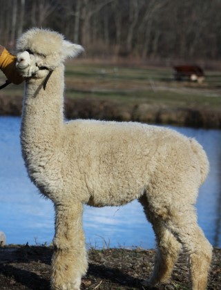 Alpaca For Sale - Hidden Pastures High Fashion at Hidden Pastures, LLC