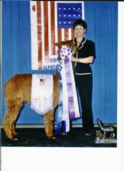 Alpaca For Sale - MacGyver's Peruvian Isabella at Alpine Suri Alpacas