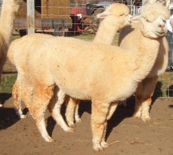 Alpaca For Sale - SCF Accoyo Phoebe at AlpacaBarns Classic Accoyos