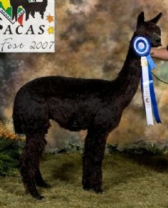 Cria- Donatello