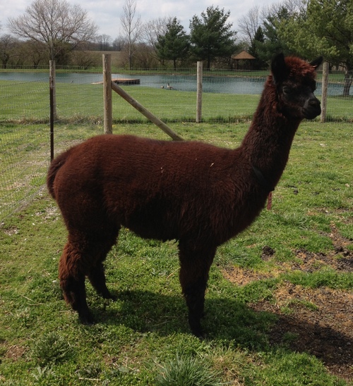 Alpaca For Sale - Heatherbrook's Primula at Heatherbrook Farms