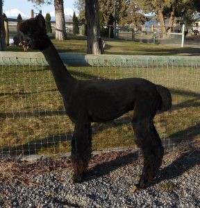 Alpaca For Sale - Estates Shaniko at Menagerie Hill Ranch Alpacas