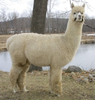 Alpaca For Sale - Hidden Pastures Autumn Moon at Hidden Pastures, LLC