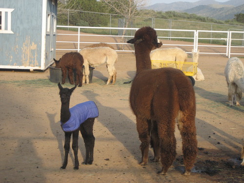 BB's first cria