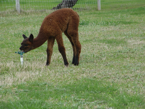 Chukulati BB's 2011 cria