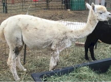 Alpaca For Sale - Mystique de Bosque at Bosque Ranch