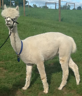 Alpaca For Sale - Shalimar Arpege at Buck Brook Alpacas