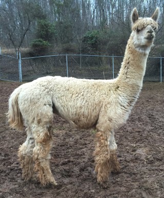 Alpaca For Sale - RC's John Wayne at Frogs Creek Farm