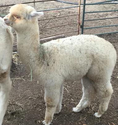 Mystique's cria